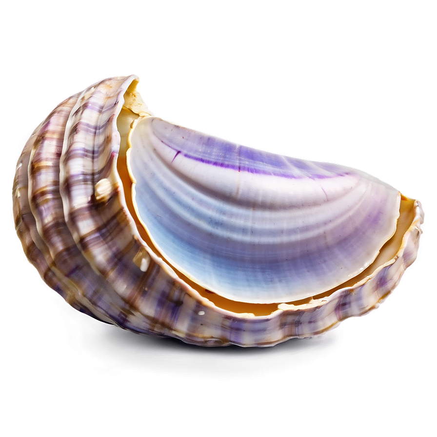 Realistic Clam Shell PNG 05242024 PNG with transparent background