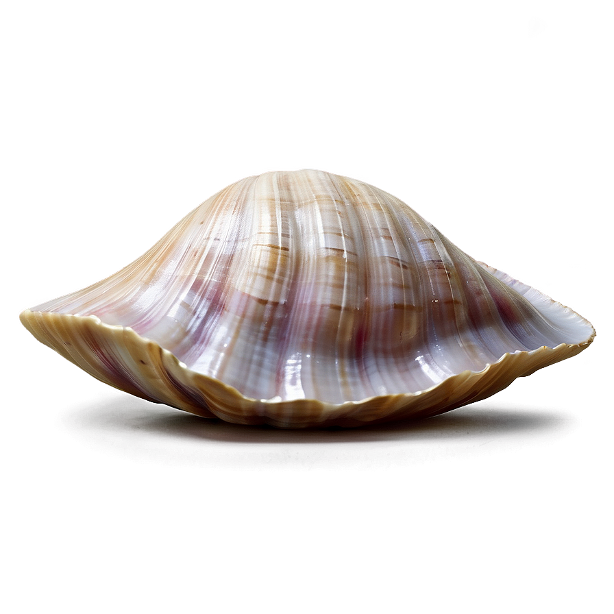 Realistic Clam Shell Png 06292024