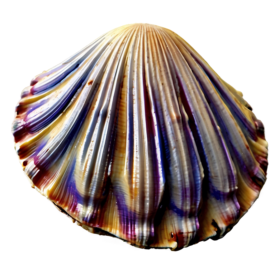 Realistic Clam Shell PNG bjk PNG with transparent background