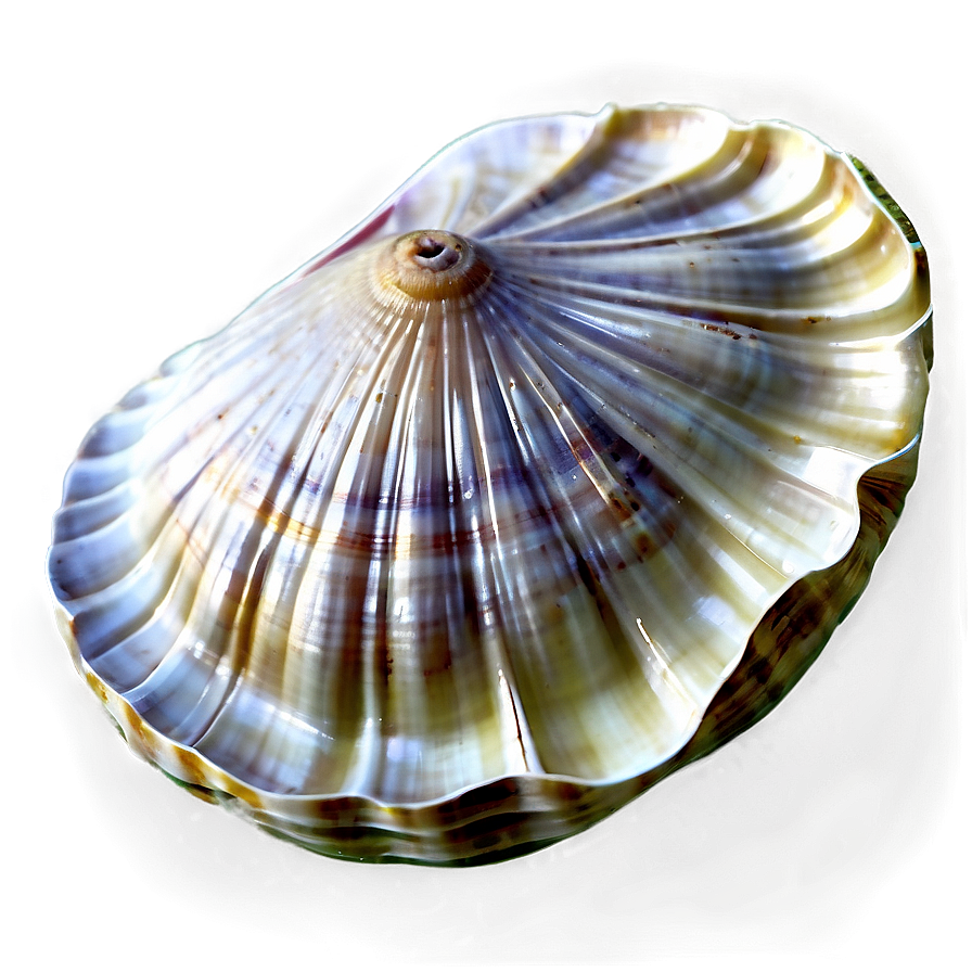 Realistic Clam Shell PNG jor91 PNG with transparent background