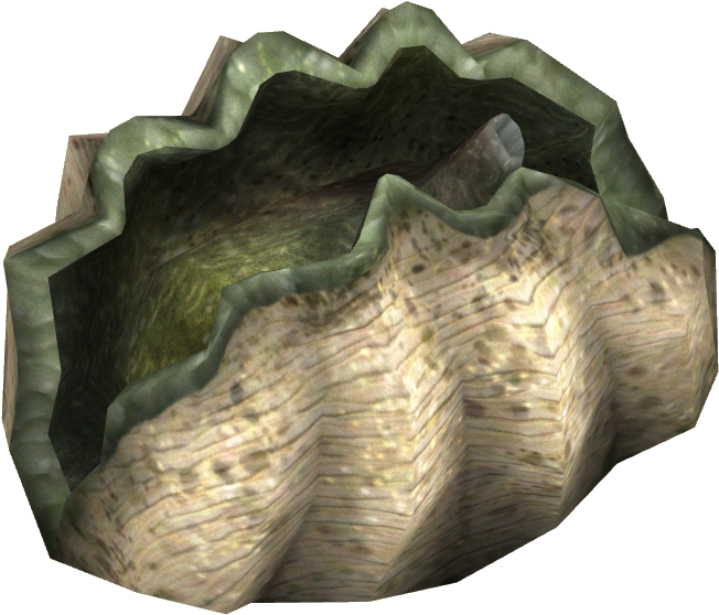 Giant Clam - Giant Clam Png, Transparent Png PNG with transparent background