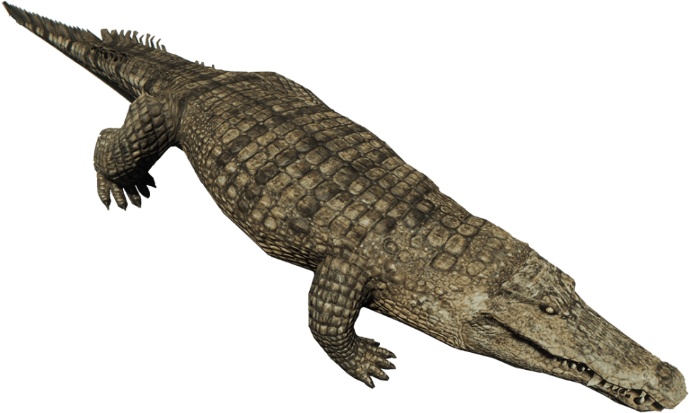 Download Crocodile Png Pic 189 - Crocodile Png, Transparent Png PNG with transparent background
