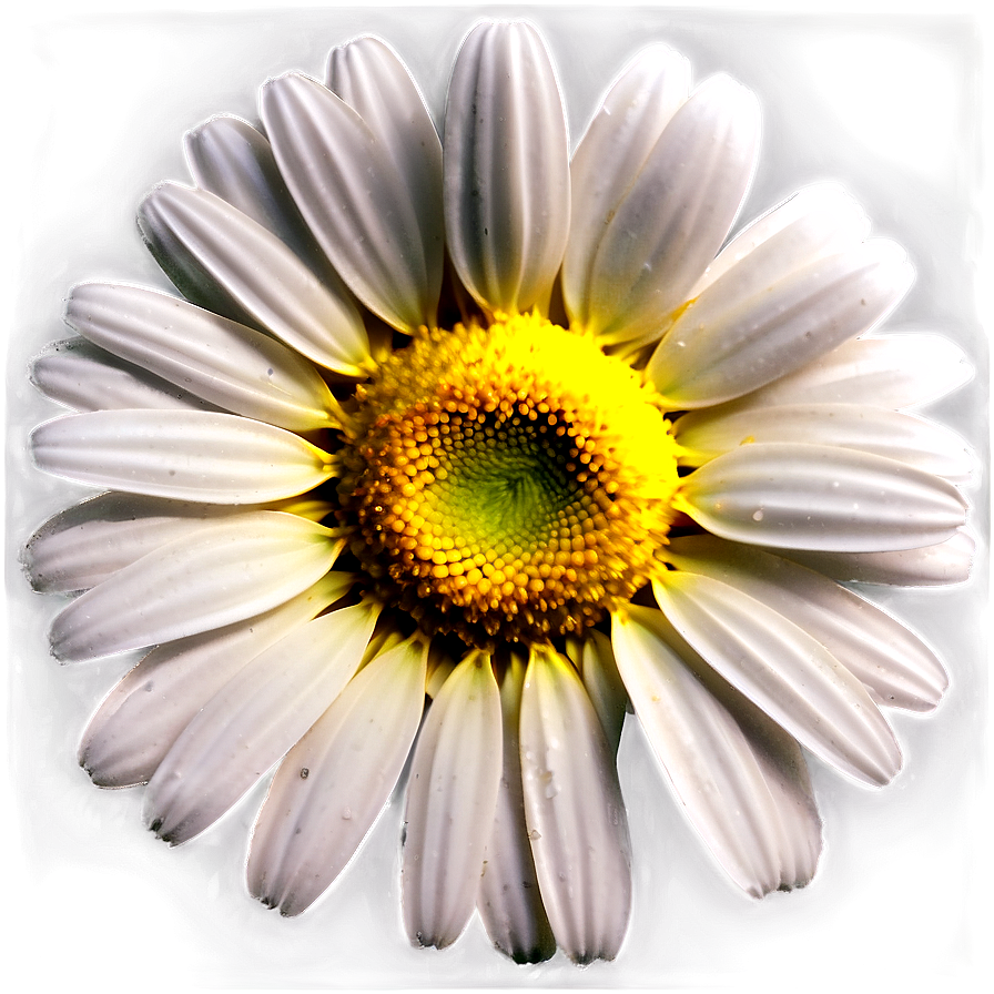 Realistic Daisy Png 10