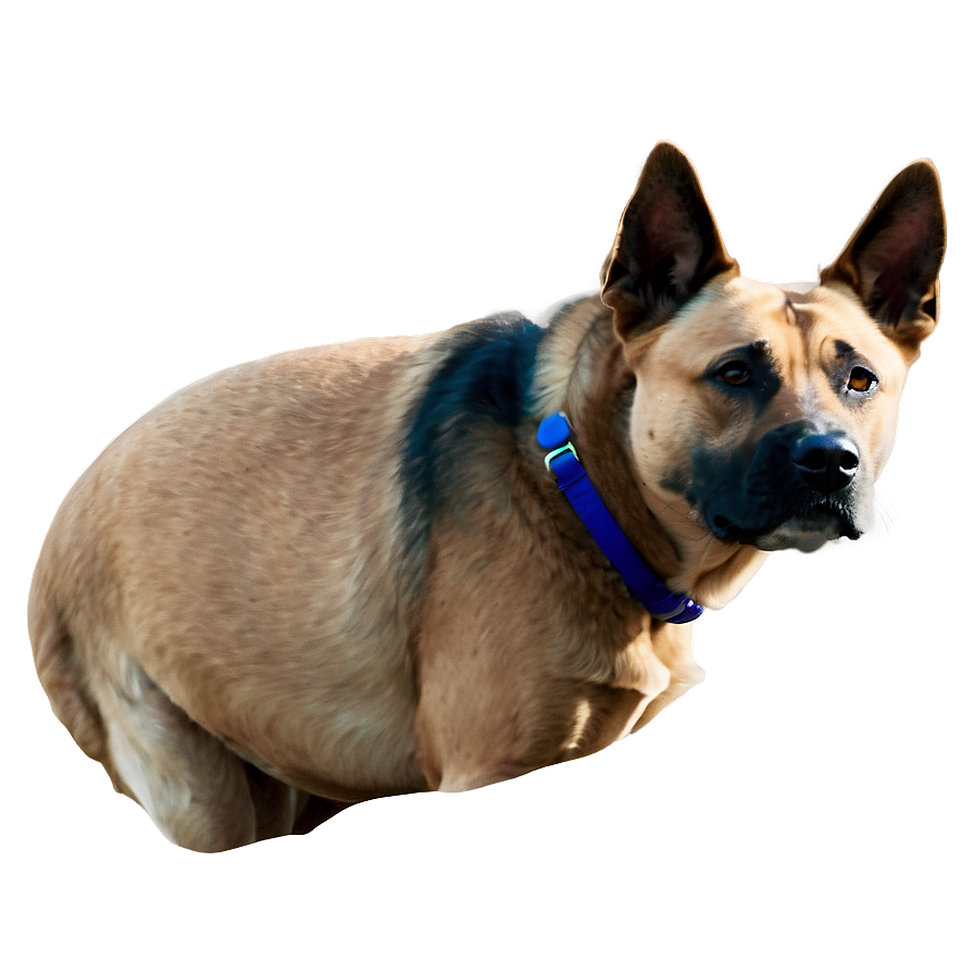 Realistic Dog Face Drawing PNG ycf4 PNG image with a transparent background, free high-resolution download