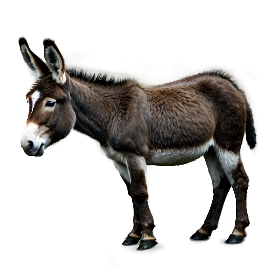 Realistic Donkey Drawing Png Rac