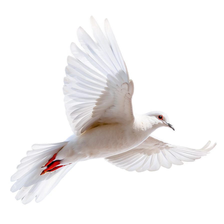 Realistic Dove Png 24