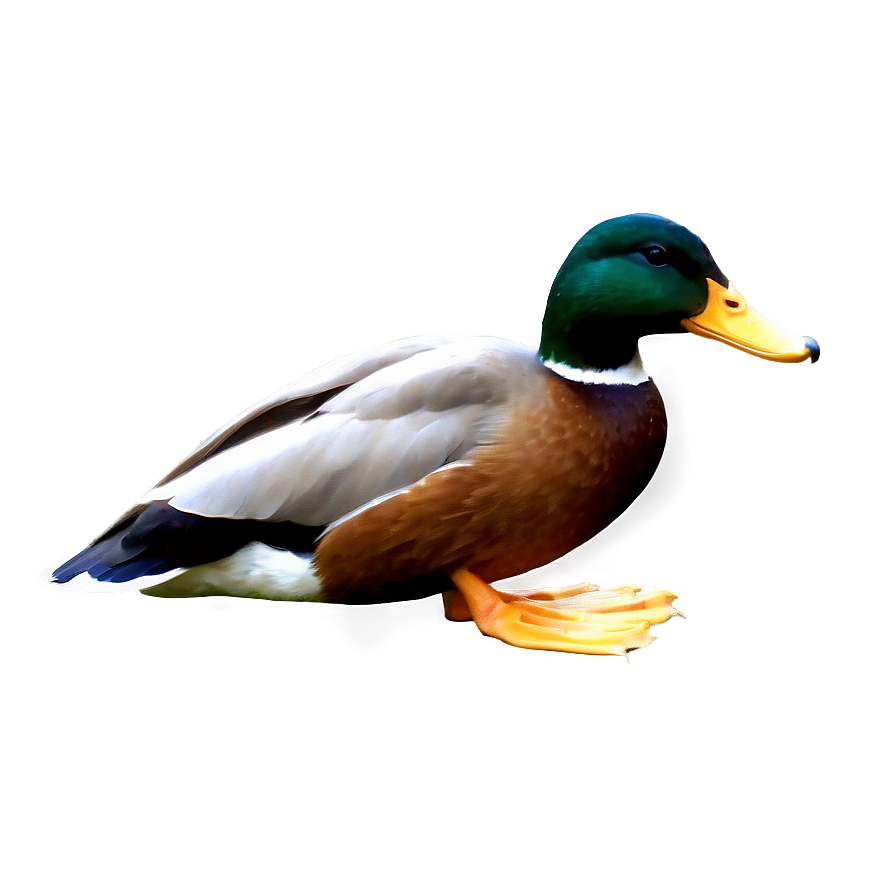 Realistic Duck PNG 05032024 PNG with transparent background