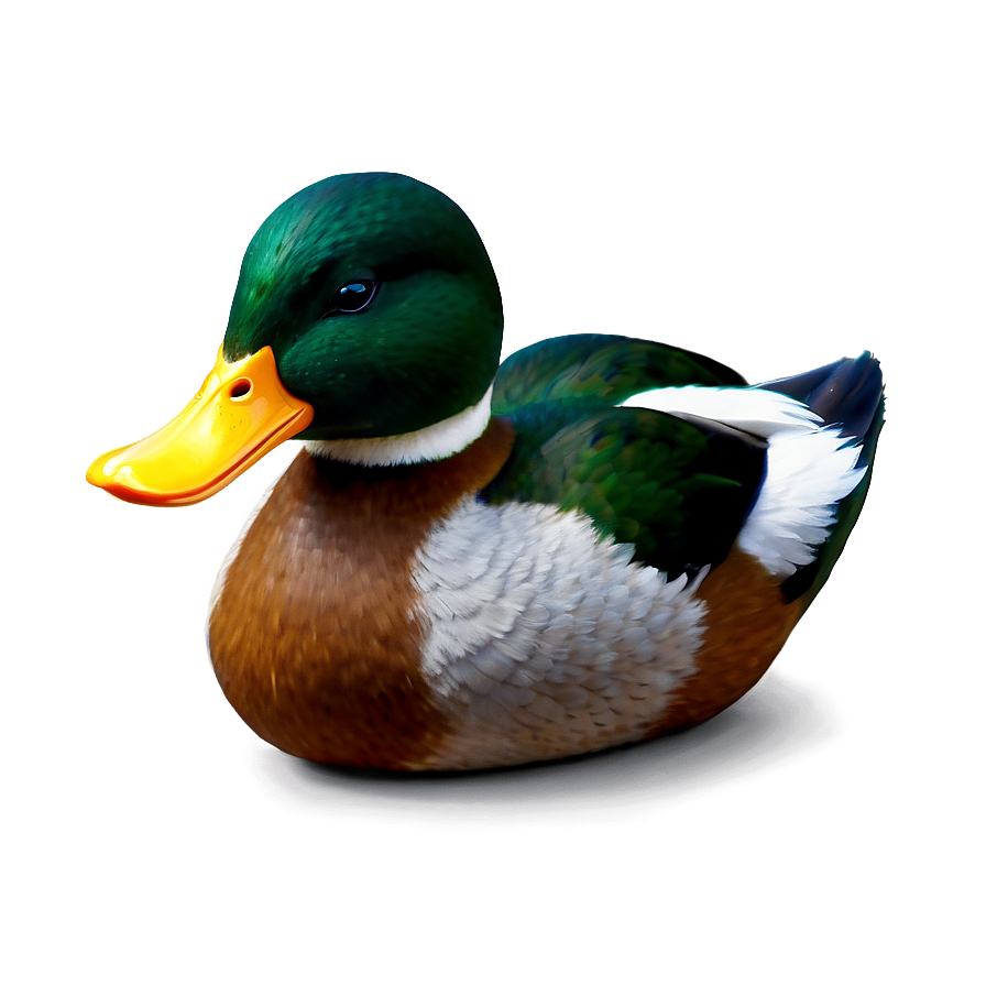 Realistic Duck PNG aep22 PNG with transparent background