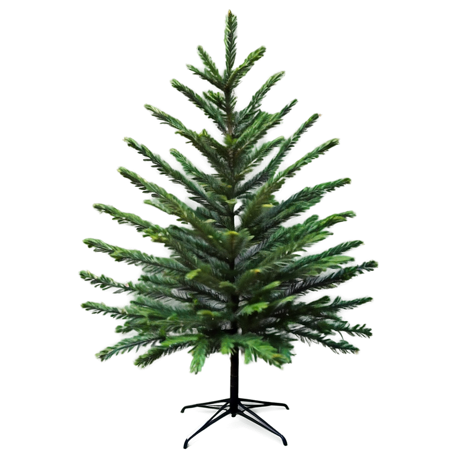 Realistic Evergreen Tree Png 06212024