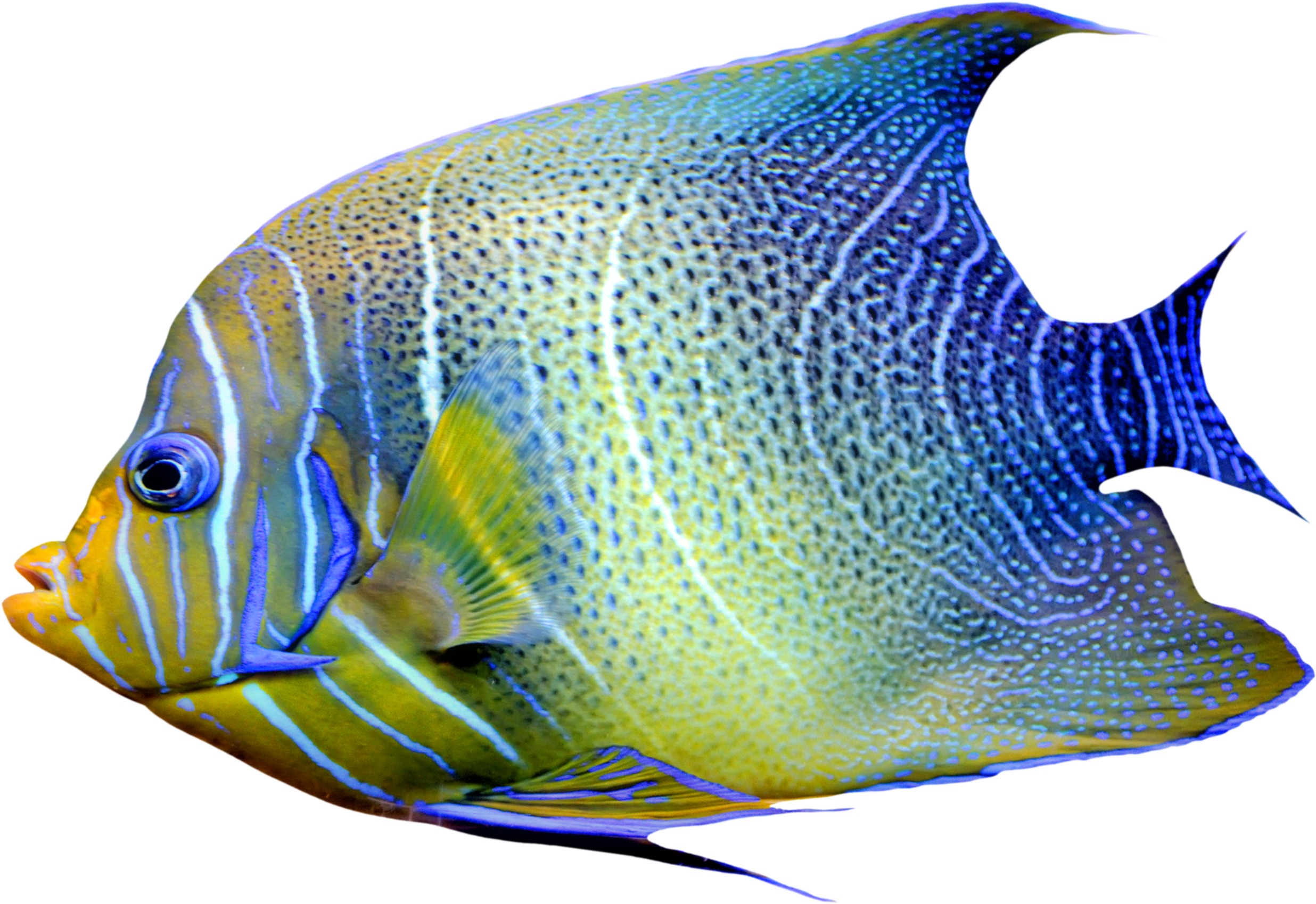Realistic Fish Blue And Yellow Png Clipart - Fish Png, Transparent Png PNG with transparent background