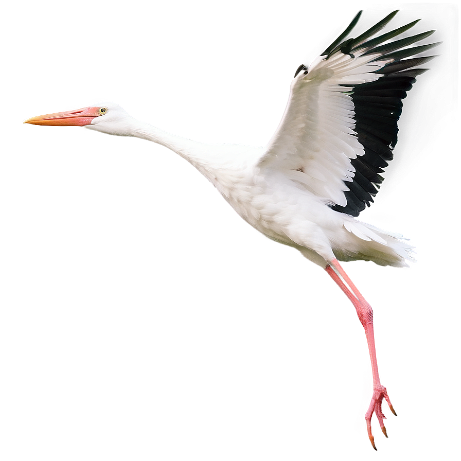 Realistic Flying Stork Png 06122024