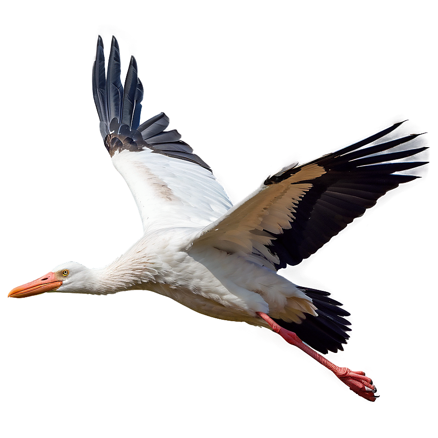 Realistic Flying Stork Png Ast