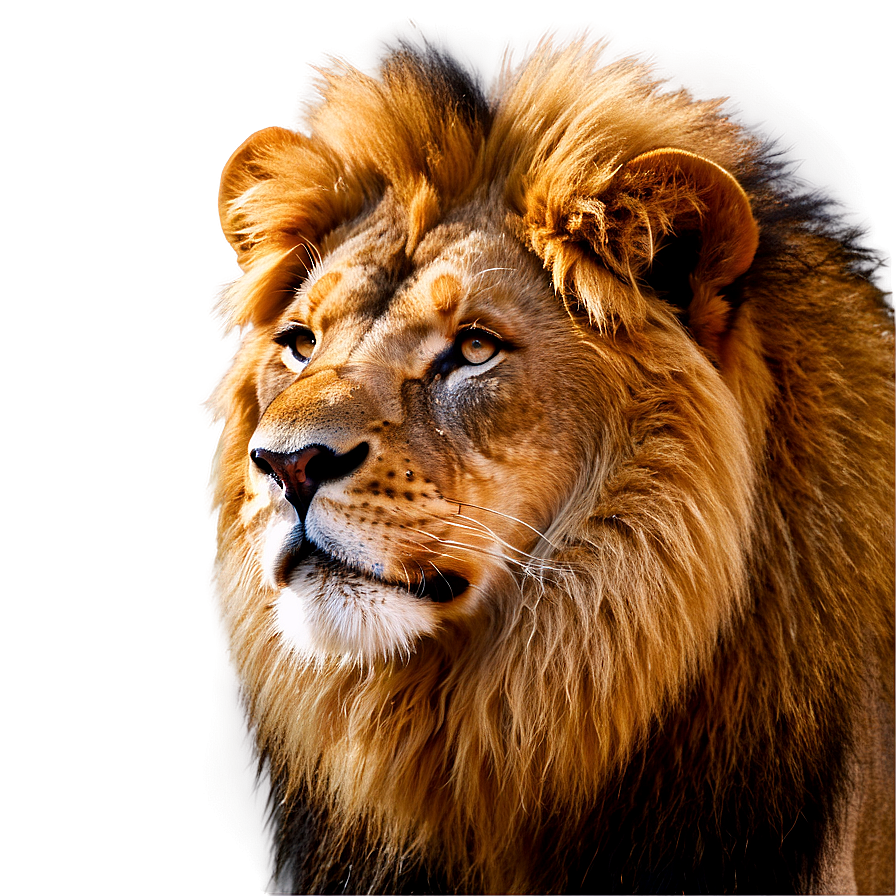 Realistic Lion Features Png 06122024