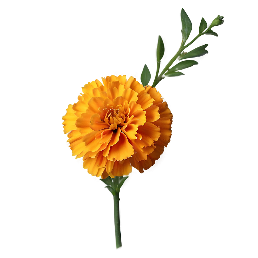 Realistic Marigold Png 06112024