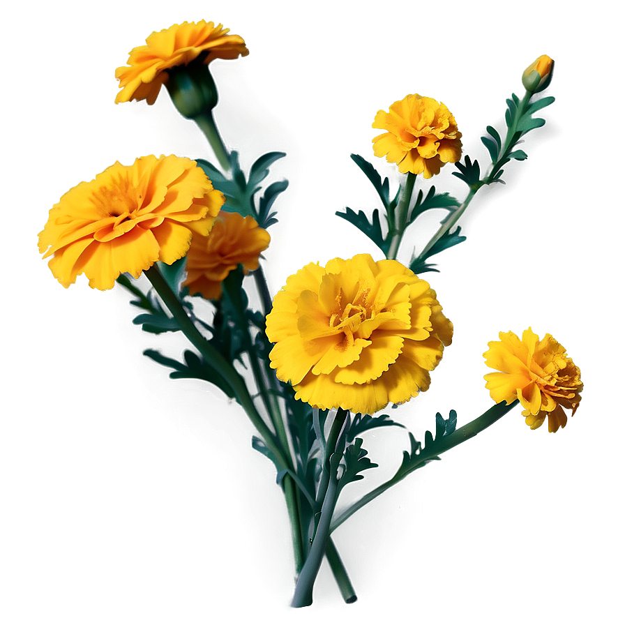 Realistic Marigolds Png Hed90