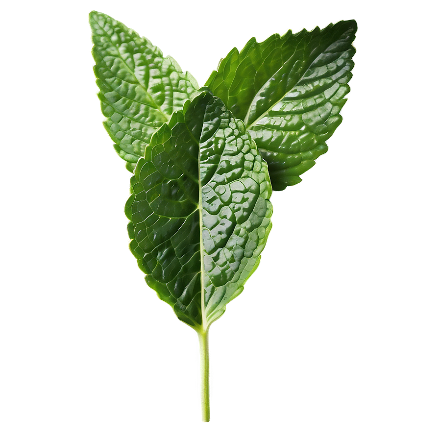 Realistic Mint Leaf Png 54