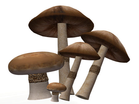 Realistic Mushroomson Black Background PNG with transparent background
