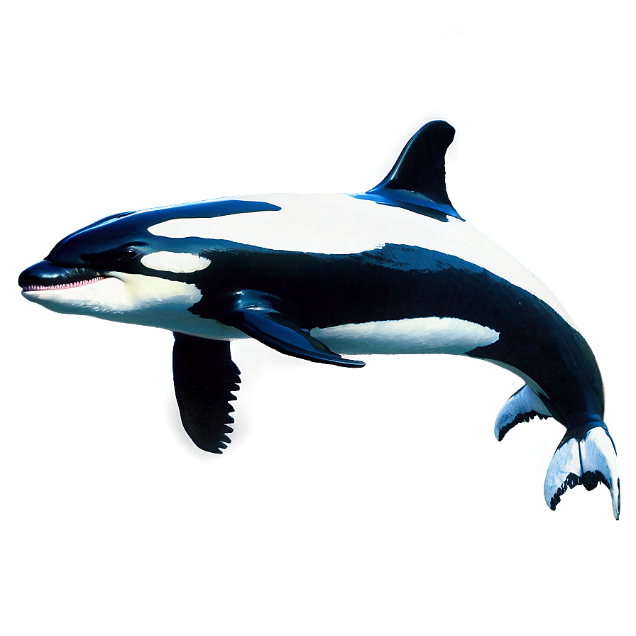 Realistic Orca Png 05242024