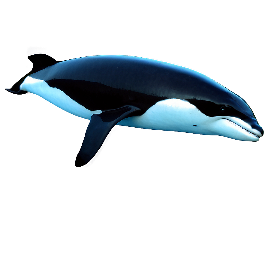 Realistic Orca Png Mfj