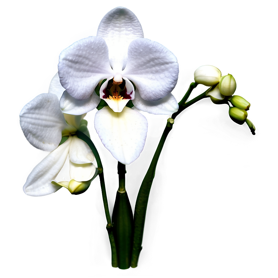 Realistic Orchid PNG coy72 PNG image with a transparent background, free high-resolution download
