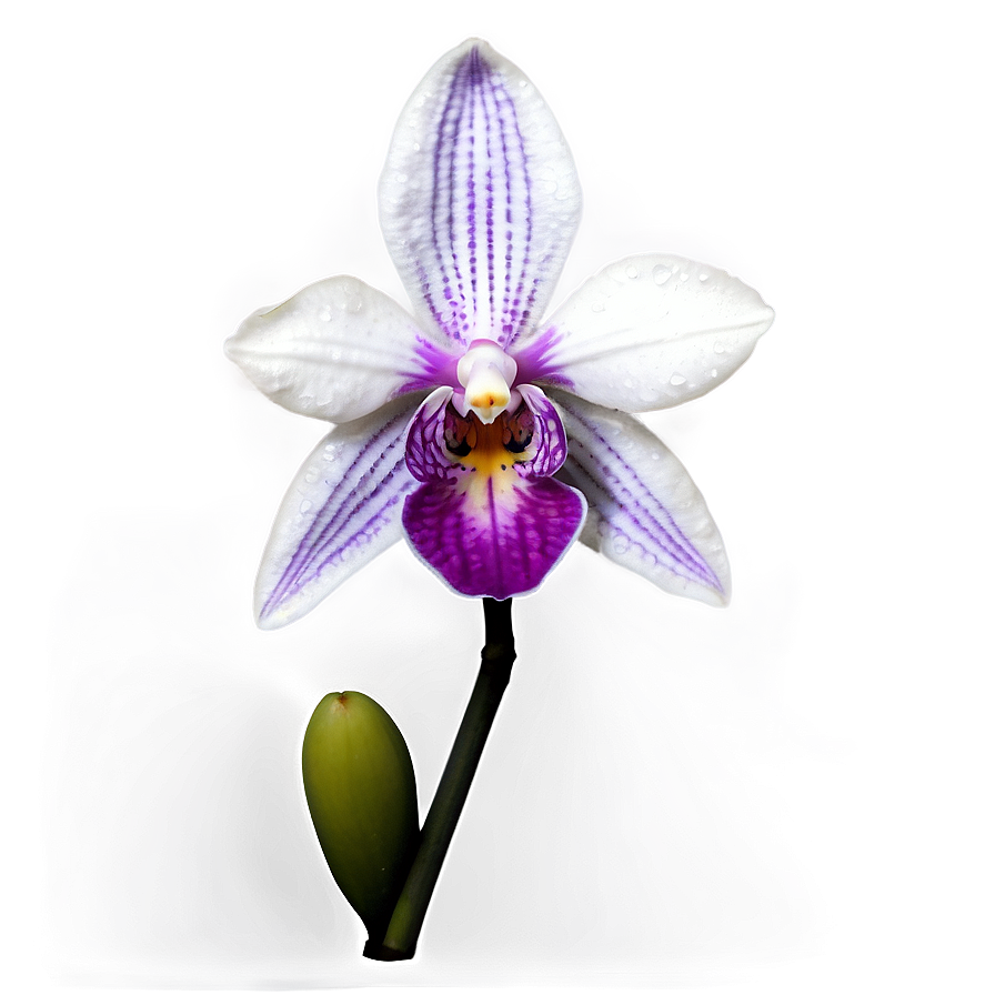 Realistic Orchid PNG oac PNG image with a transparent background, free high-resolution download