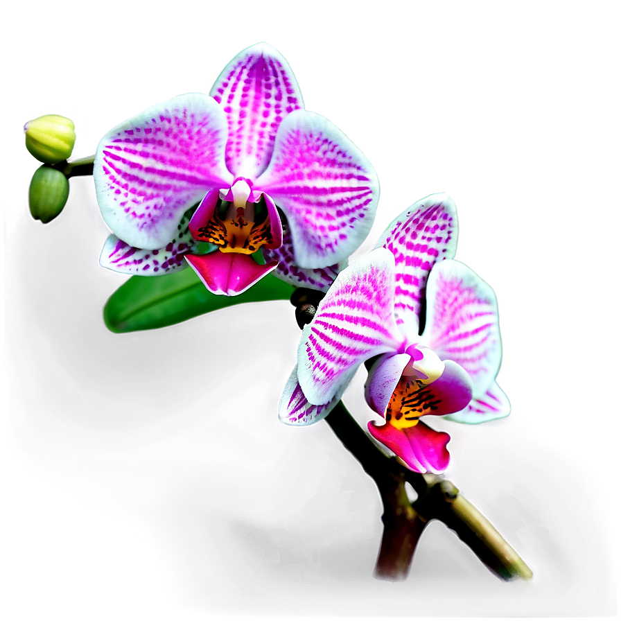 Realistic Orchid PNG qga65 PNG image with a transparent background, free high-resolution download