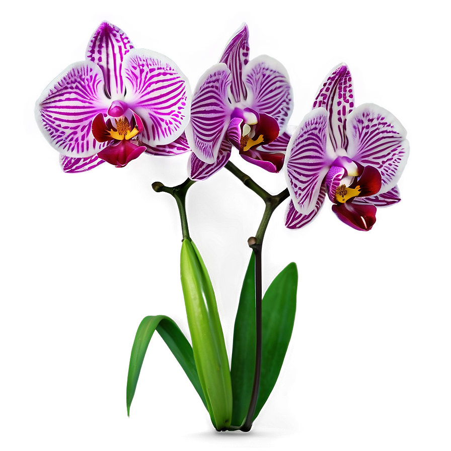 Realistic Orchid PNG yuk PNG image with a transparent background, free high-resolution download