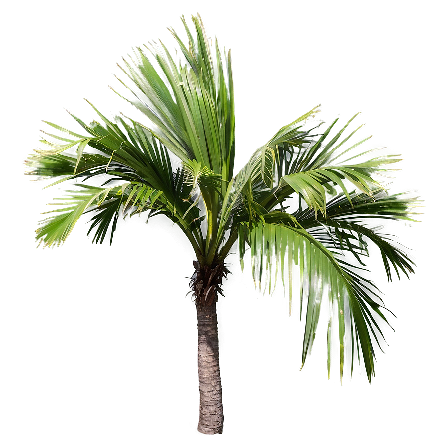 Realistic Palmera Branch Png 06262024