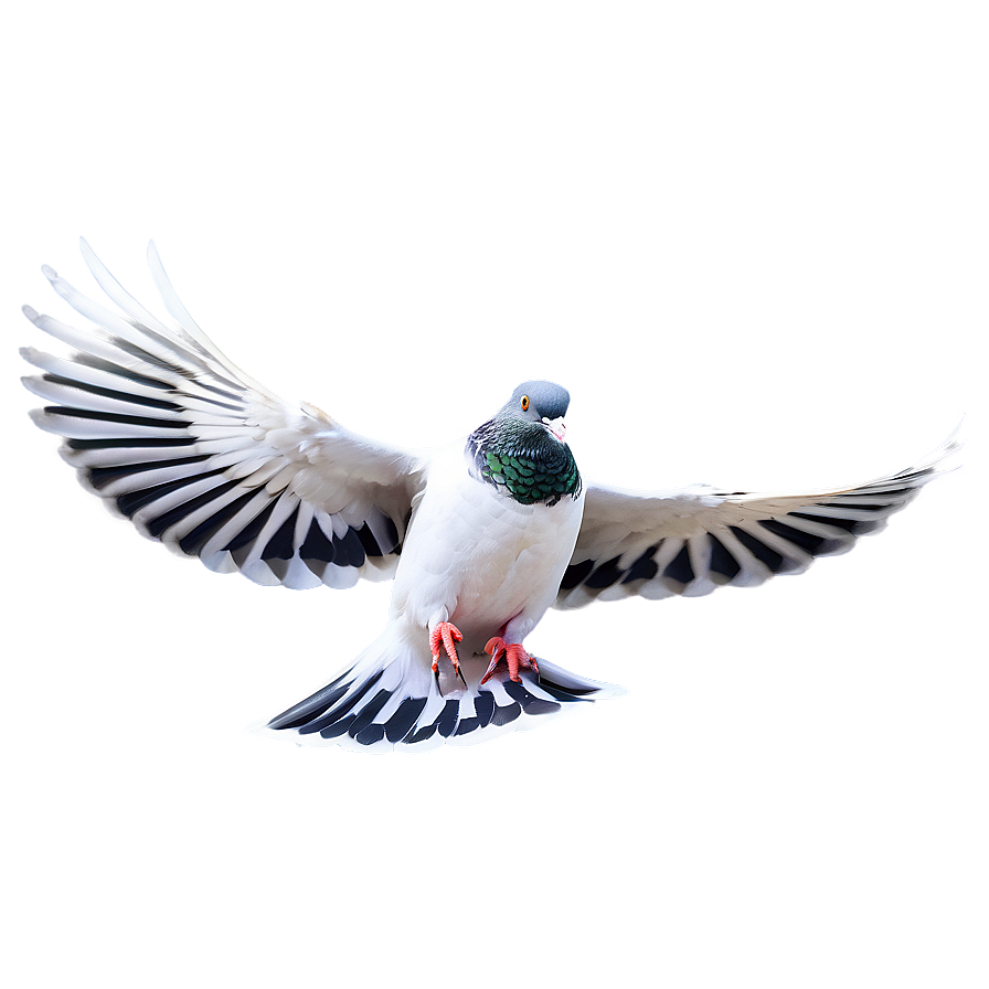 Realistic Pigeon Png 50