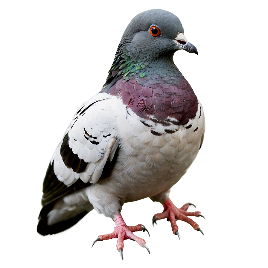 Realistic Pigeon Png 59