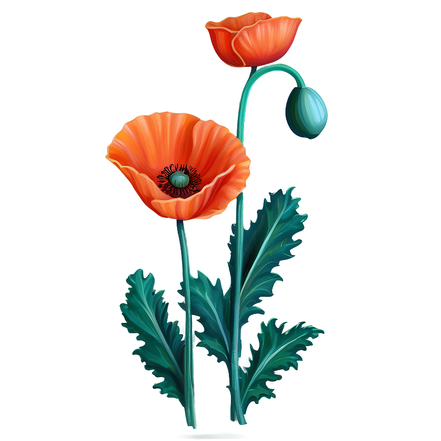 Realistic Poppy Drawing PNG 06112024 PNG with transparent background
