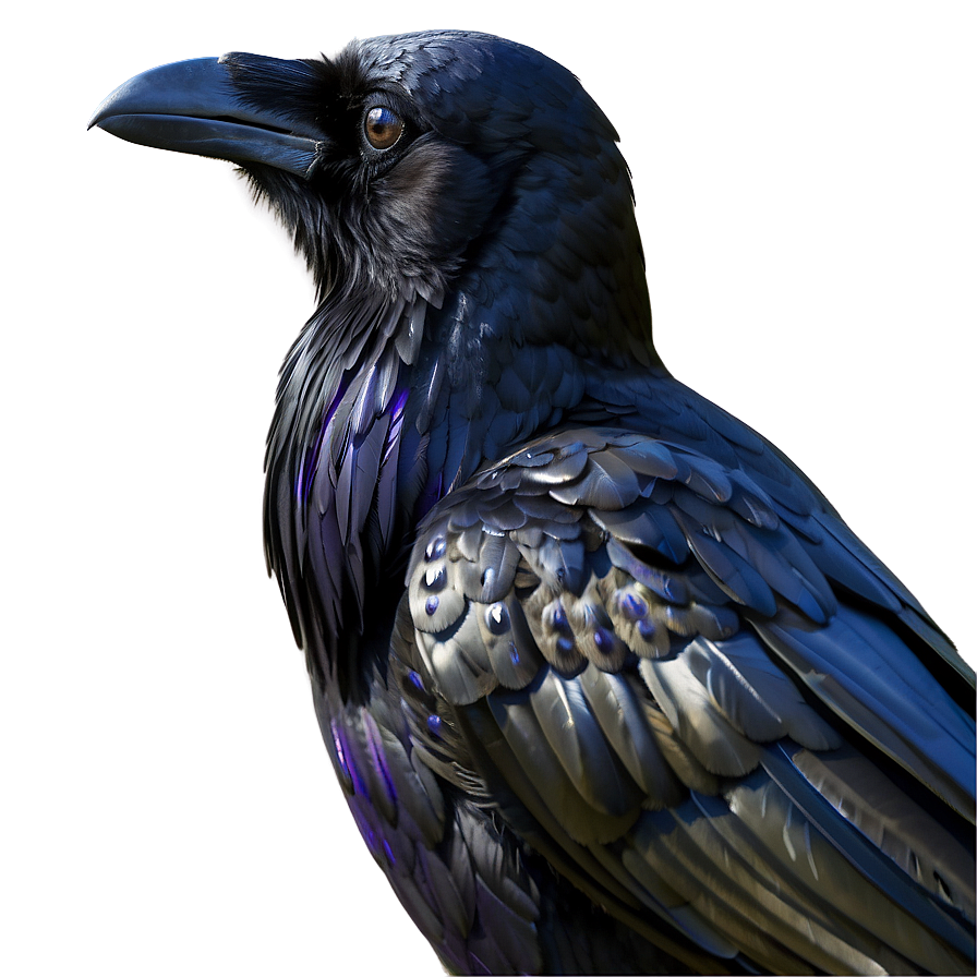 Realistic Raven PNG 05062024 PNG with transparent background