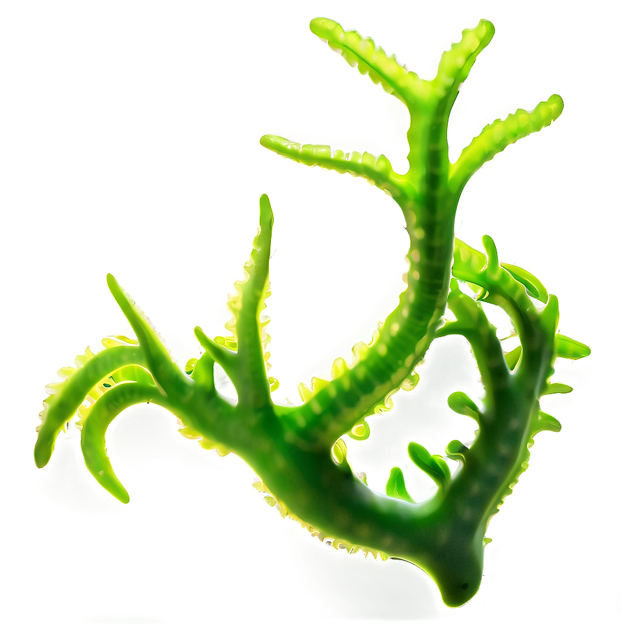 Realistic Seaweed Art Png 05242024