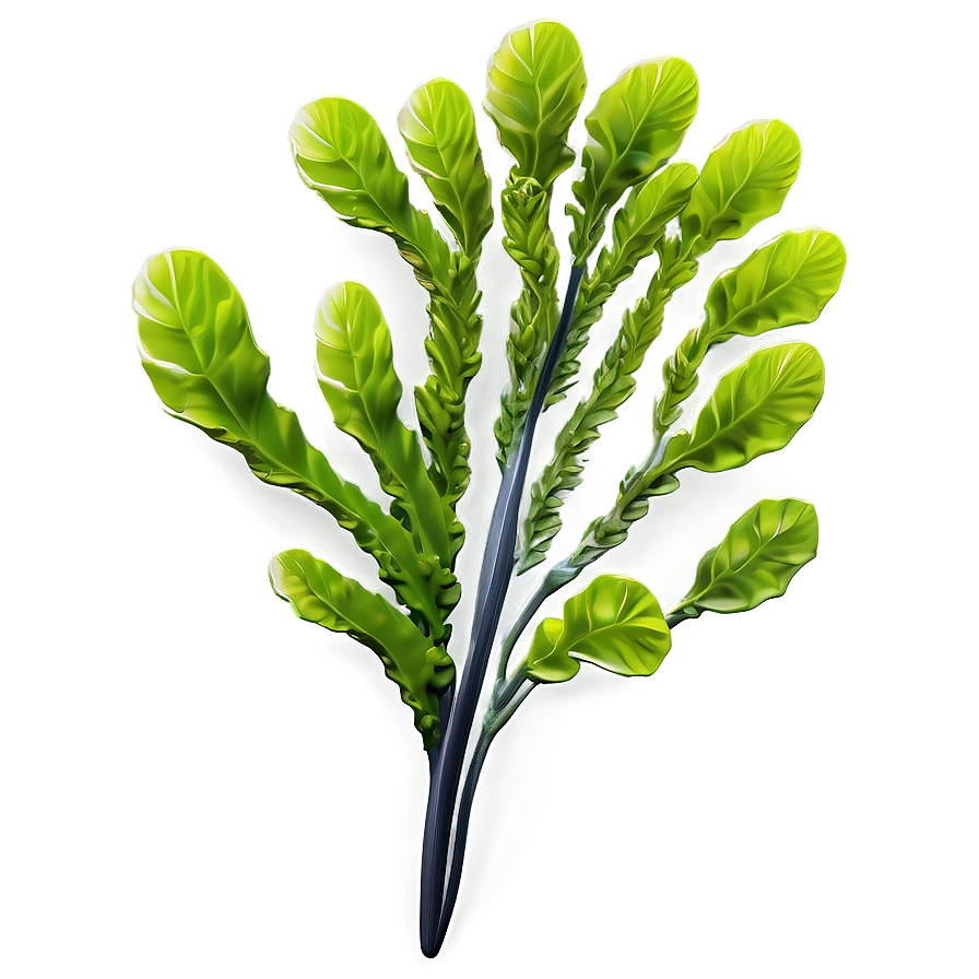 Realistic Seaweed Art Png 77