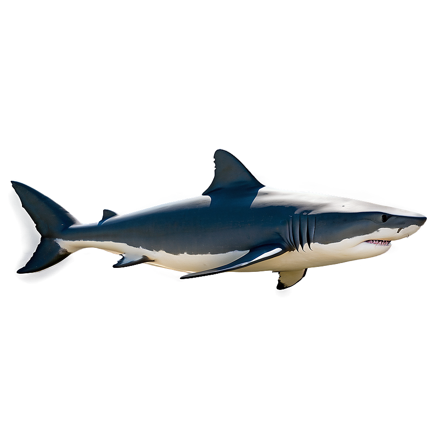 Realistic Shark Image PNG 05032024 PNG with transparent background