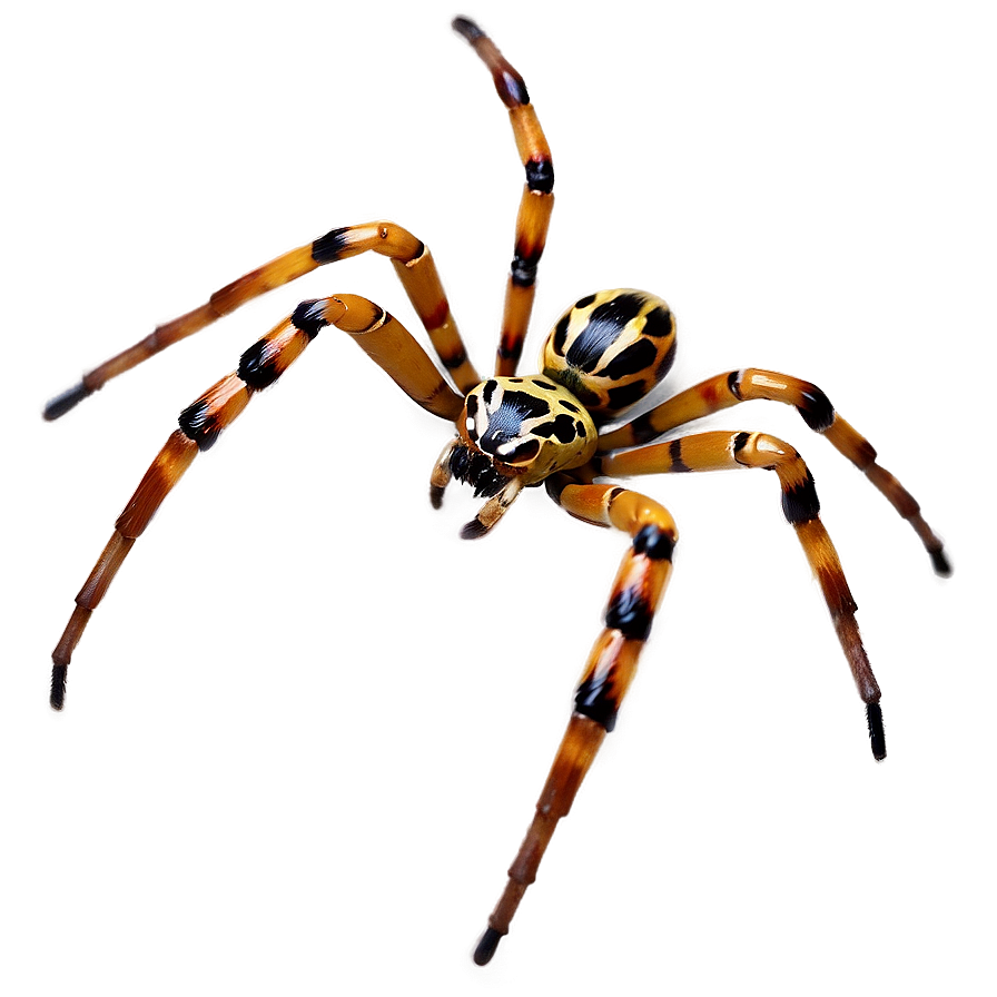 Realistic Spider Png 70