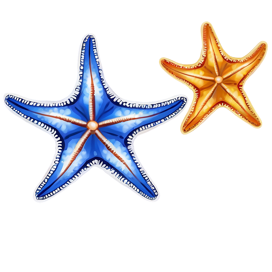 Realistic Starfish Drawing Png 20