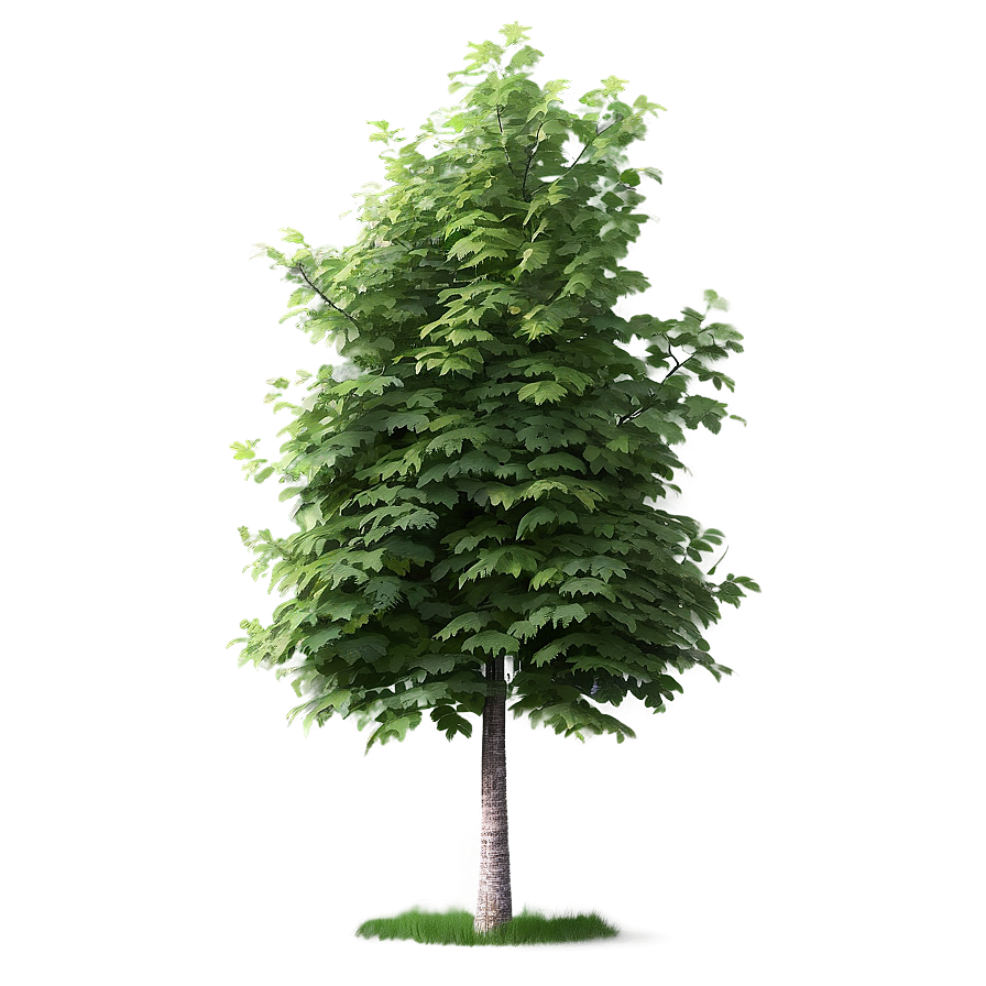 Realistic Tree Elevation Png Kvr94