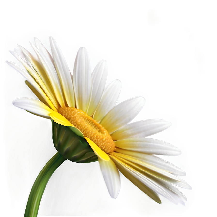 Realistic Yellow Daisy Png Mjc70