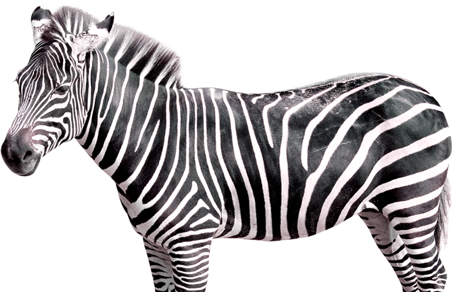 Realistic Zebra Transparent Free Png - Zebra Transparent, Png Download PNG with transparent background