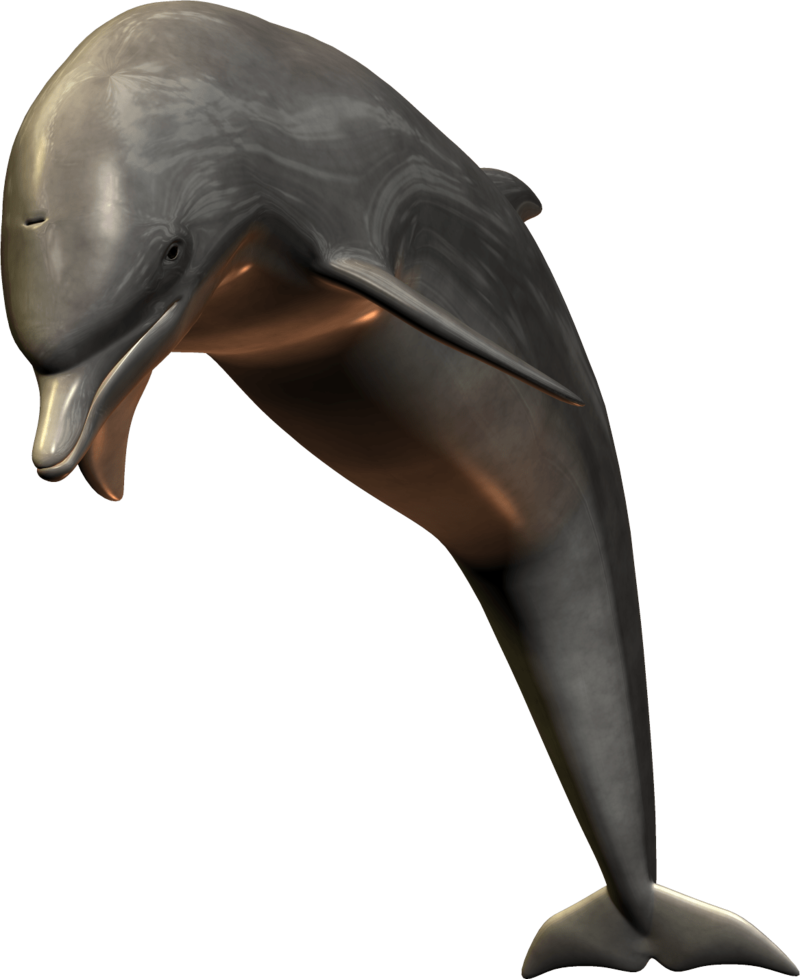 Realistic3 D Dolphin Model PNG with transparent background