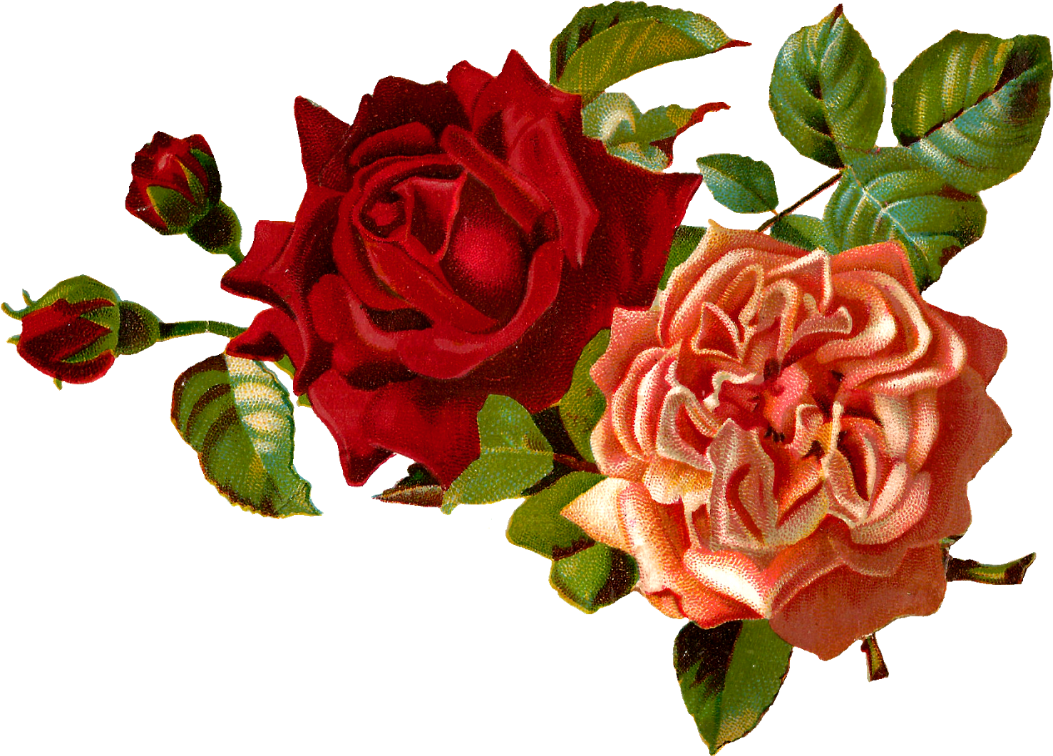Stock Roses Digital Images - Red Flower Png Transparent, Png Download PNG with transparent background