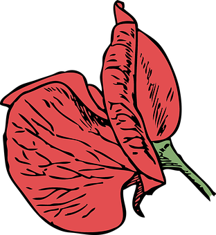 Red Anthurium Vector Illustration PNG with transparent background