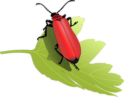 Red Beetleon Green Leaf PNG with transparent background