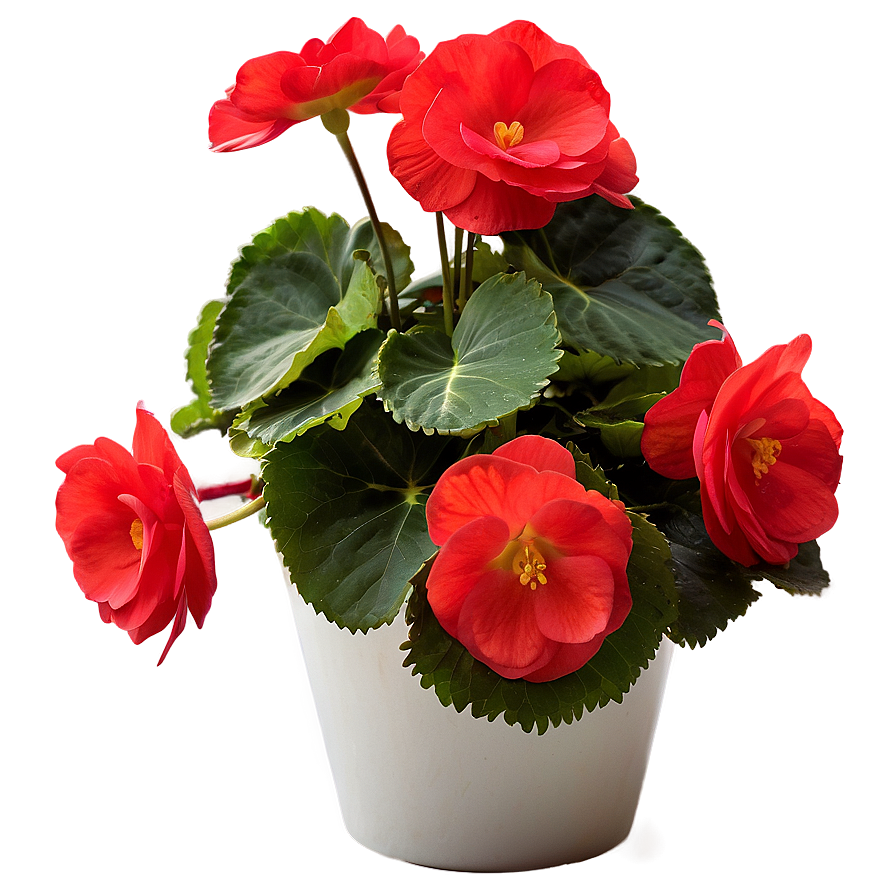 Red Begonias Beauty Png 06122024