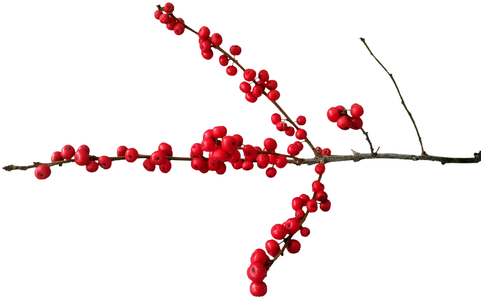 Christmas, Deco, Christmas Motif, Berry Red, Branch - Christmas Berries Transparent Background, HD Png Download PNG with transparent background