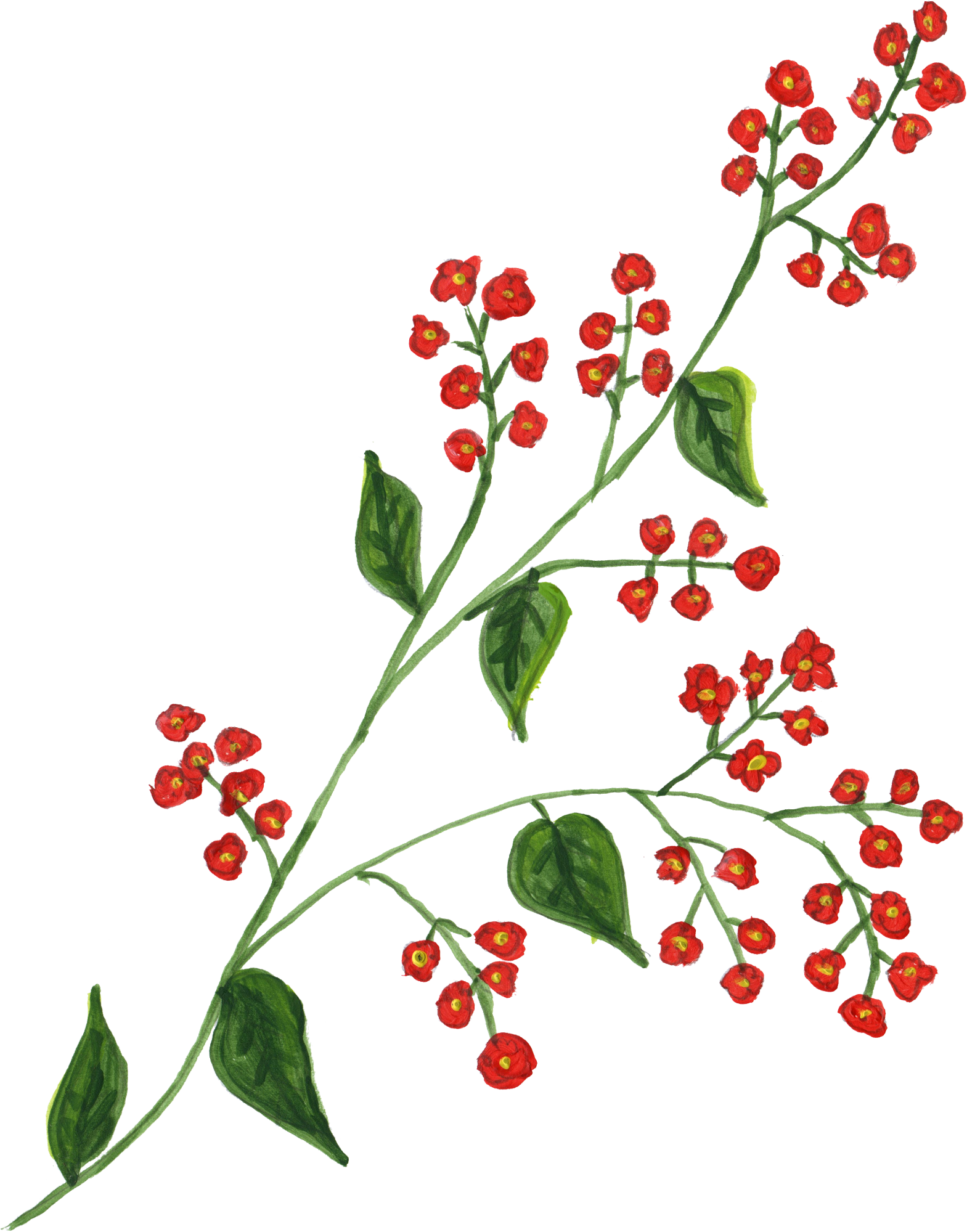 Red Berries Green Leaves Branch Illustration