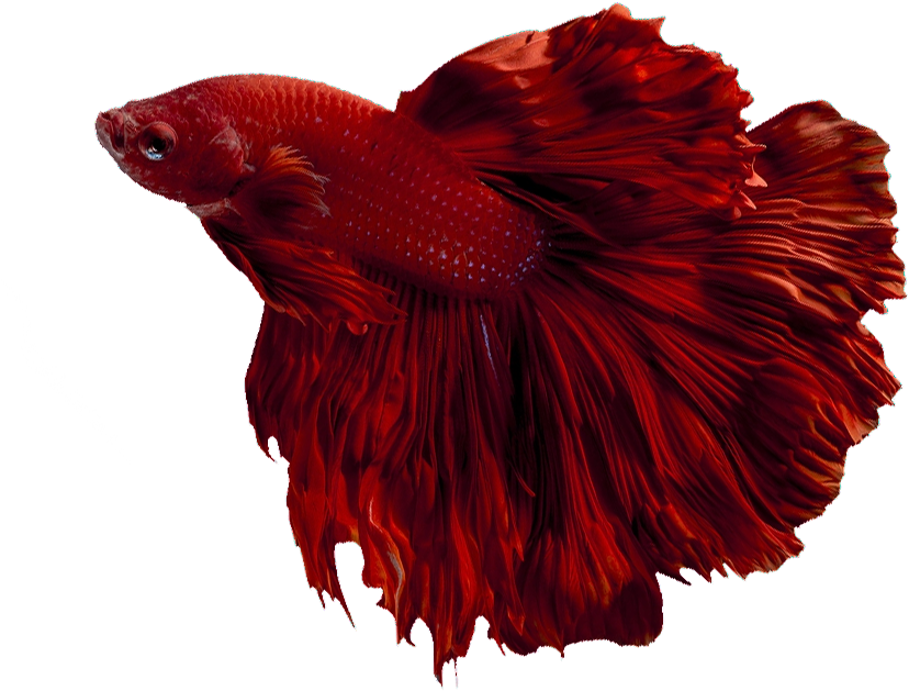 Red Betta Fish Elegant Swim