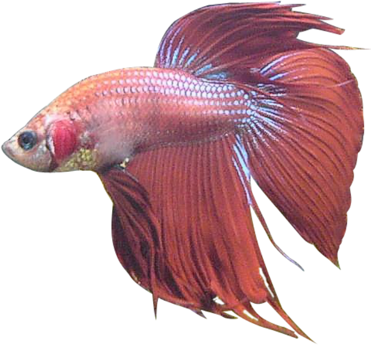 Red Betta Fish Swimming