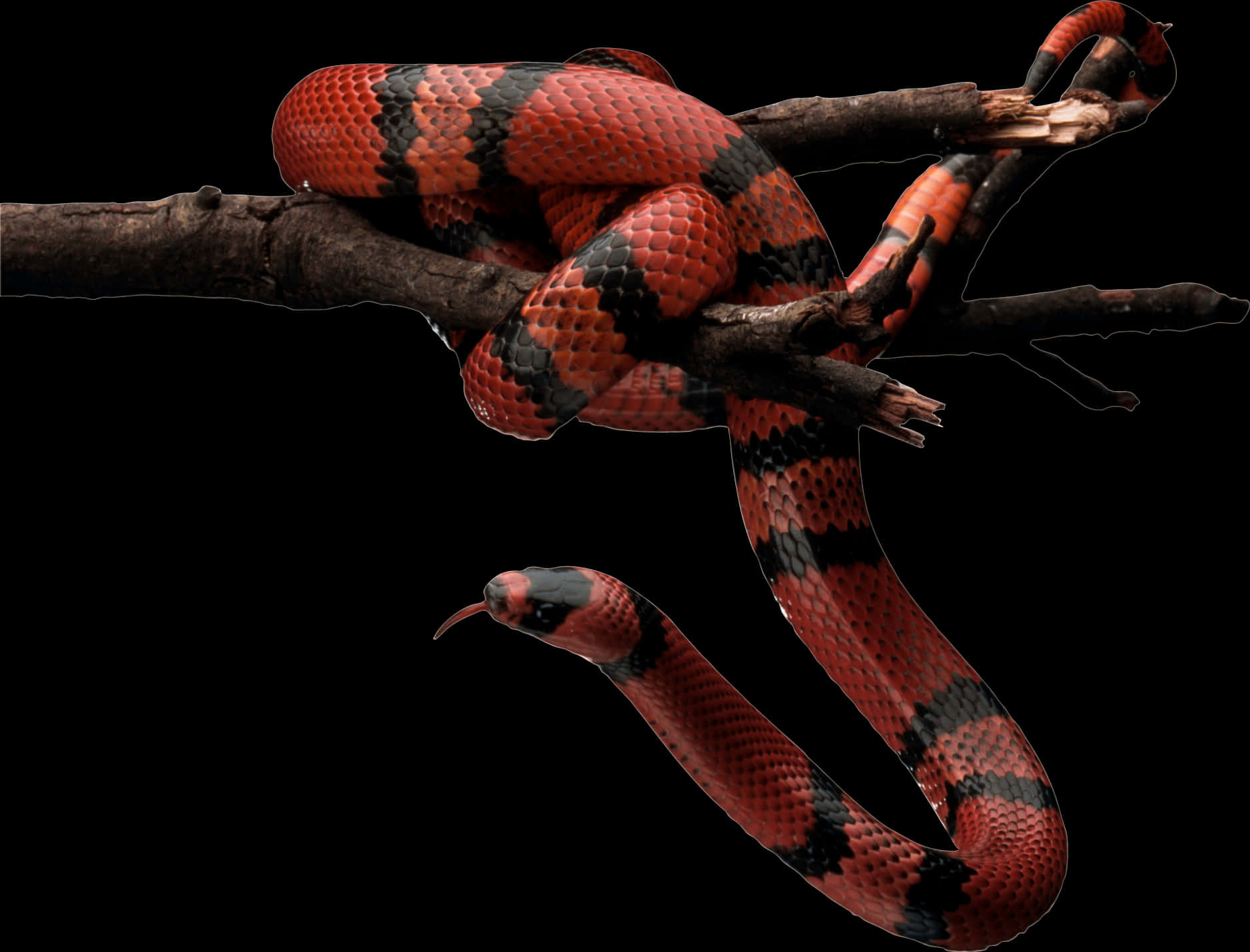 Red Black Snake On Branch.jpg PNG with transparent background